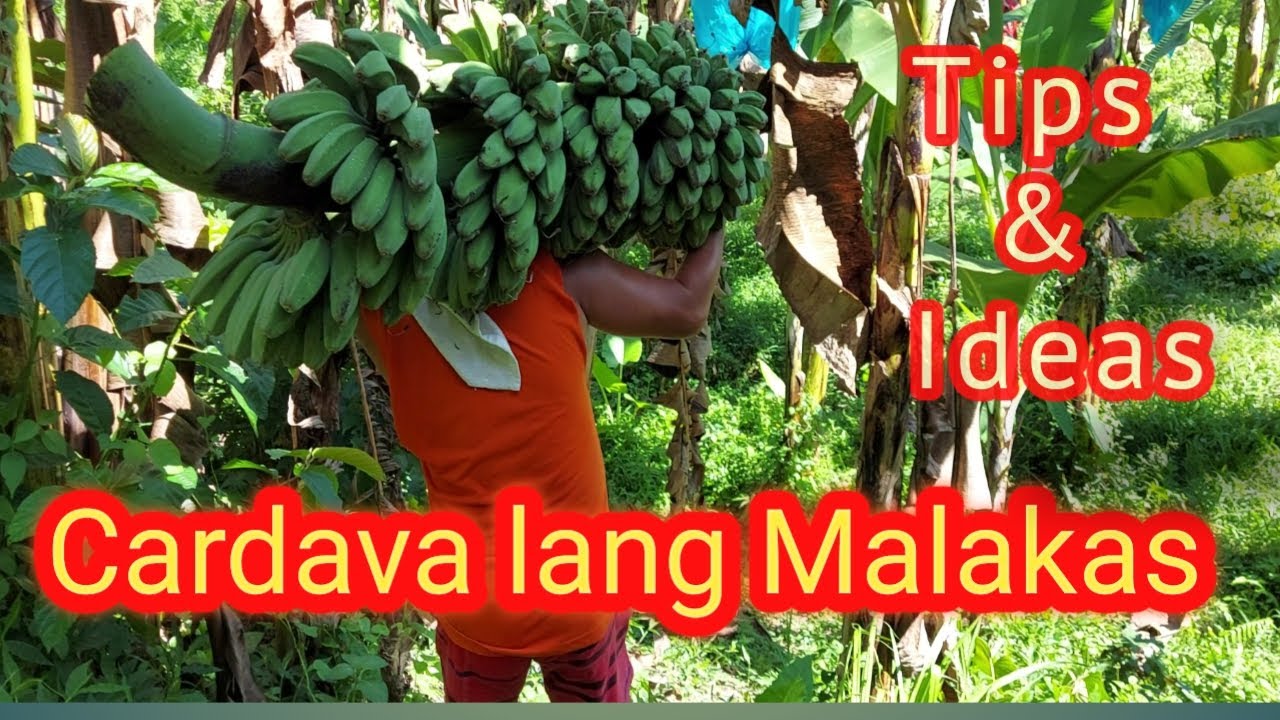 Kardava Farming | Magkano ba ang kikitain,Magastos ba eto? Ating alamin