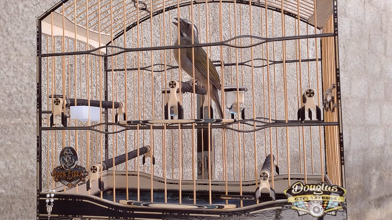 TRINCA FERRO de TORNEIO que vai ser CAMPEÃO CANTA  é ASSIM! | TRINCA FERRO RABUGENTO!