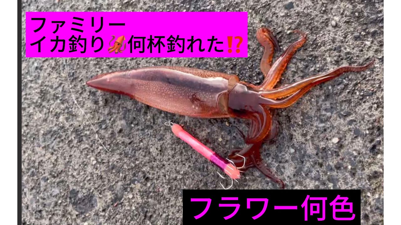 岩手の漁港でイカ釣り🦑1番釣れたフラワーは…⁉️