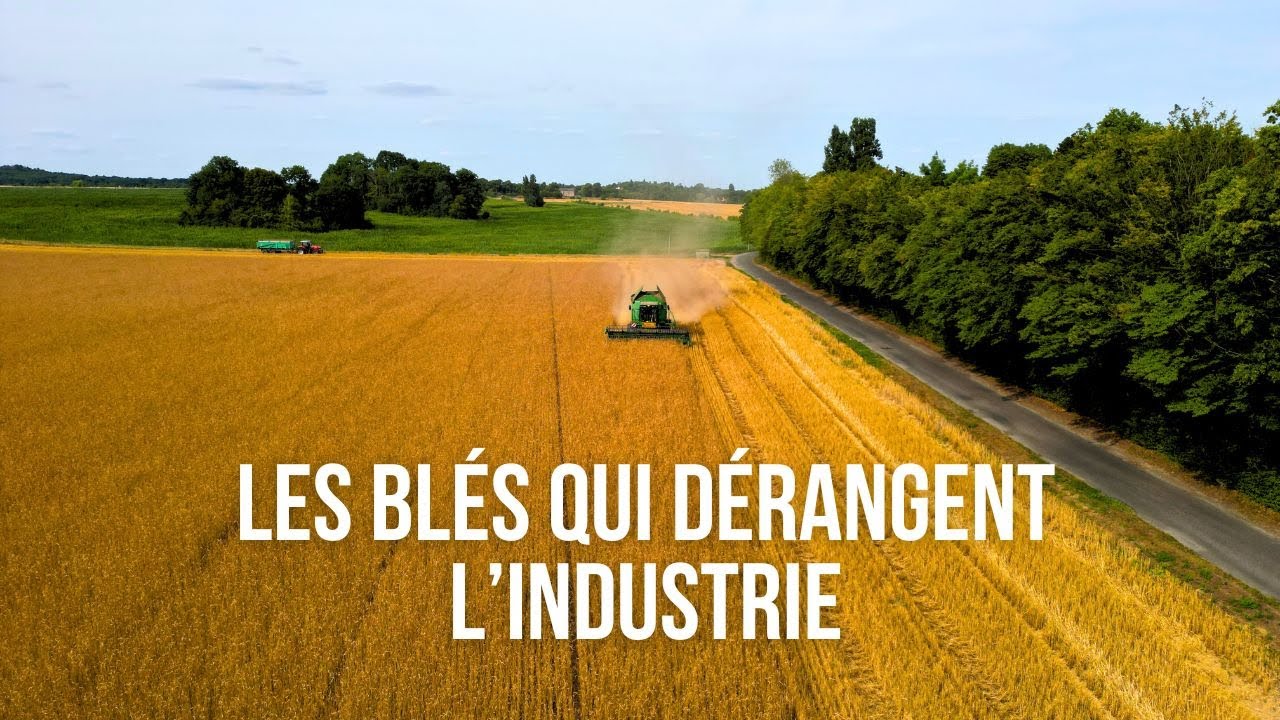 Elle cultive des blés qu’on veut nous faire oublier - Ferme de Montaquoy (Boulang'Tour épisode 2)