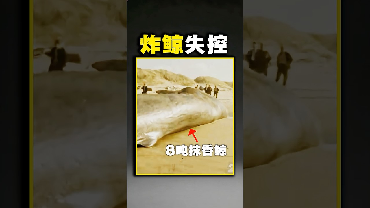 他们用半吨炸药炸鲸鱼，结果出事了！
