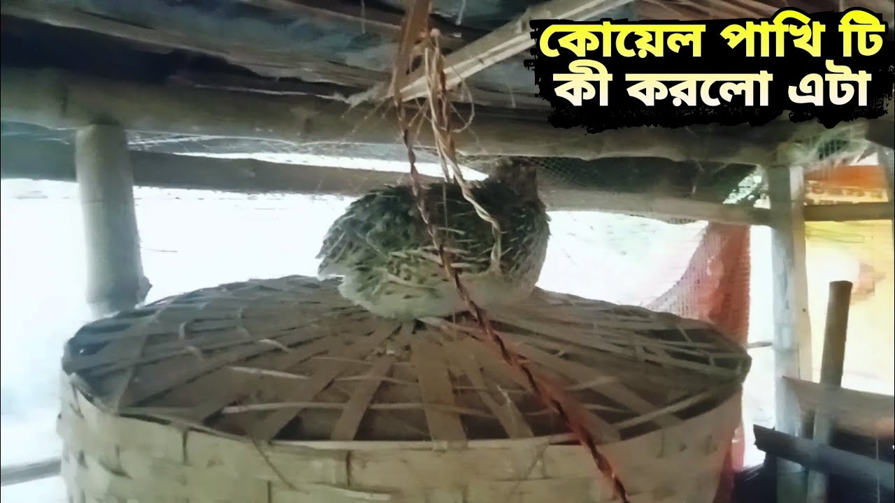 কোয়েল পাখি টি কী করলো এটা 🤭|| কোয়েল পাখি ভিডিও || koyel pakhi ki korlo #koyelpakhi 