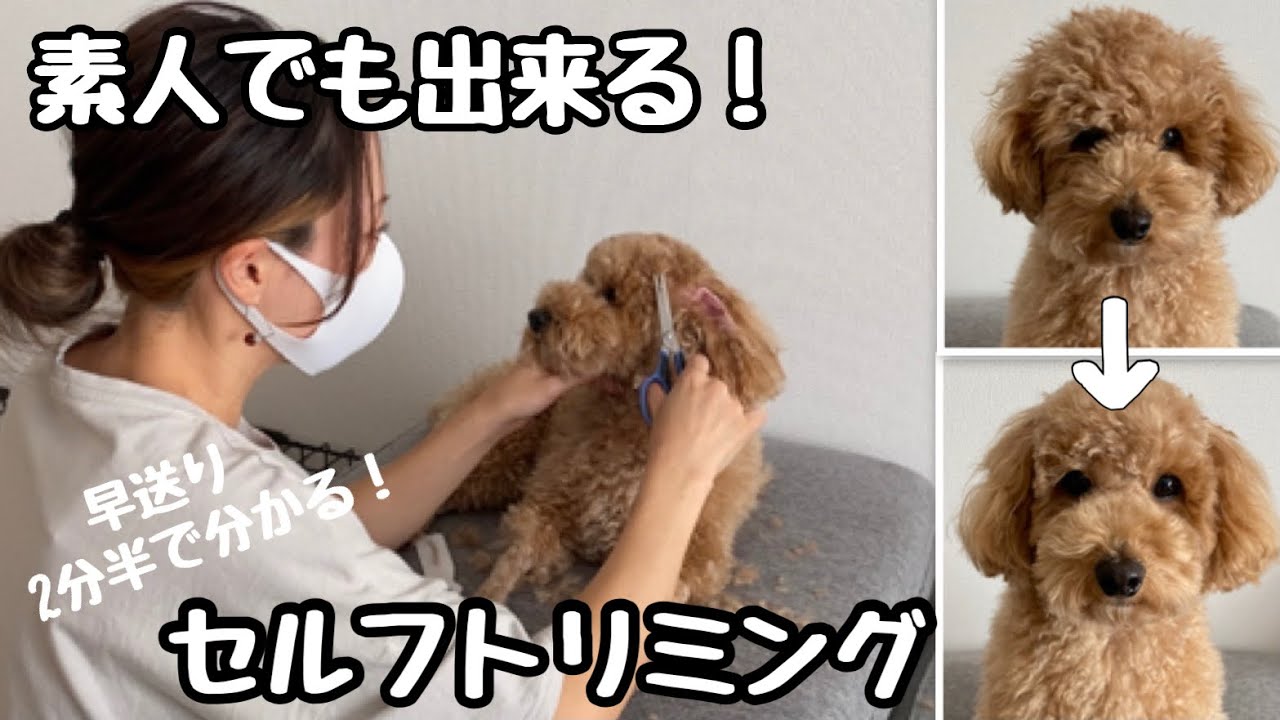 【セルフトリミング】トイプードルの顔周りをテディベアカットに✂︎