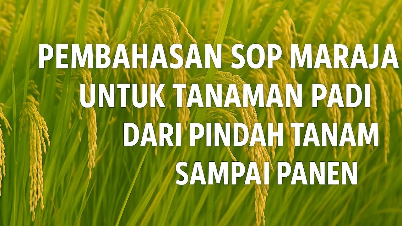 PEMBAHASAN SOP MARAJA UNTUK TANAMAN PADI DARI PINDAH TANAM SAMPAI PANEN VOL 1