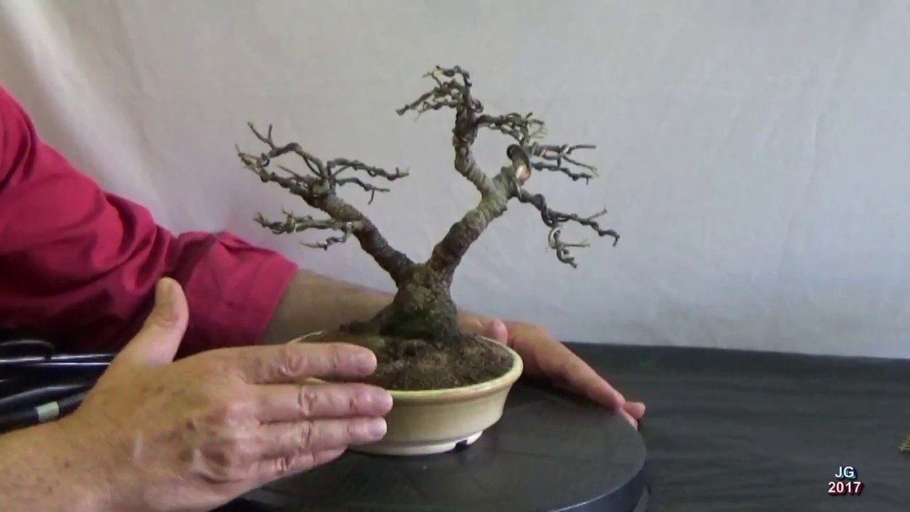 FICUS RETUSA Tiger bark de BERNARDO  2ª Parte  Trasplante y Brotación  Técnicas cultivo y formación