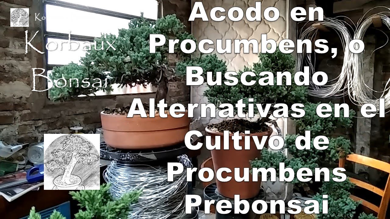 Acodo en Procumbens, o Buscando Alternativas en el cultivo de Procumbens pre bonsai
