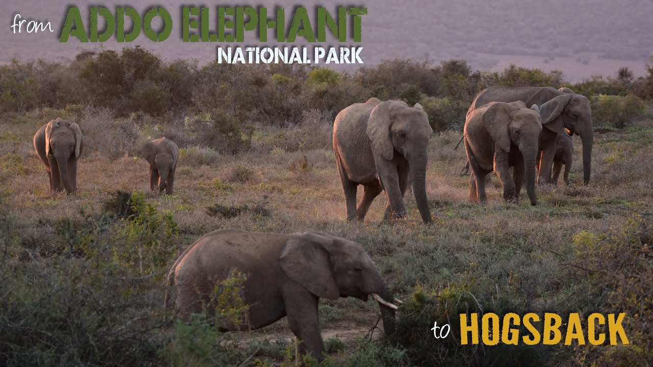 Addo Elephant Park and Hogsback | South Africa | Part 2/3
