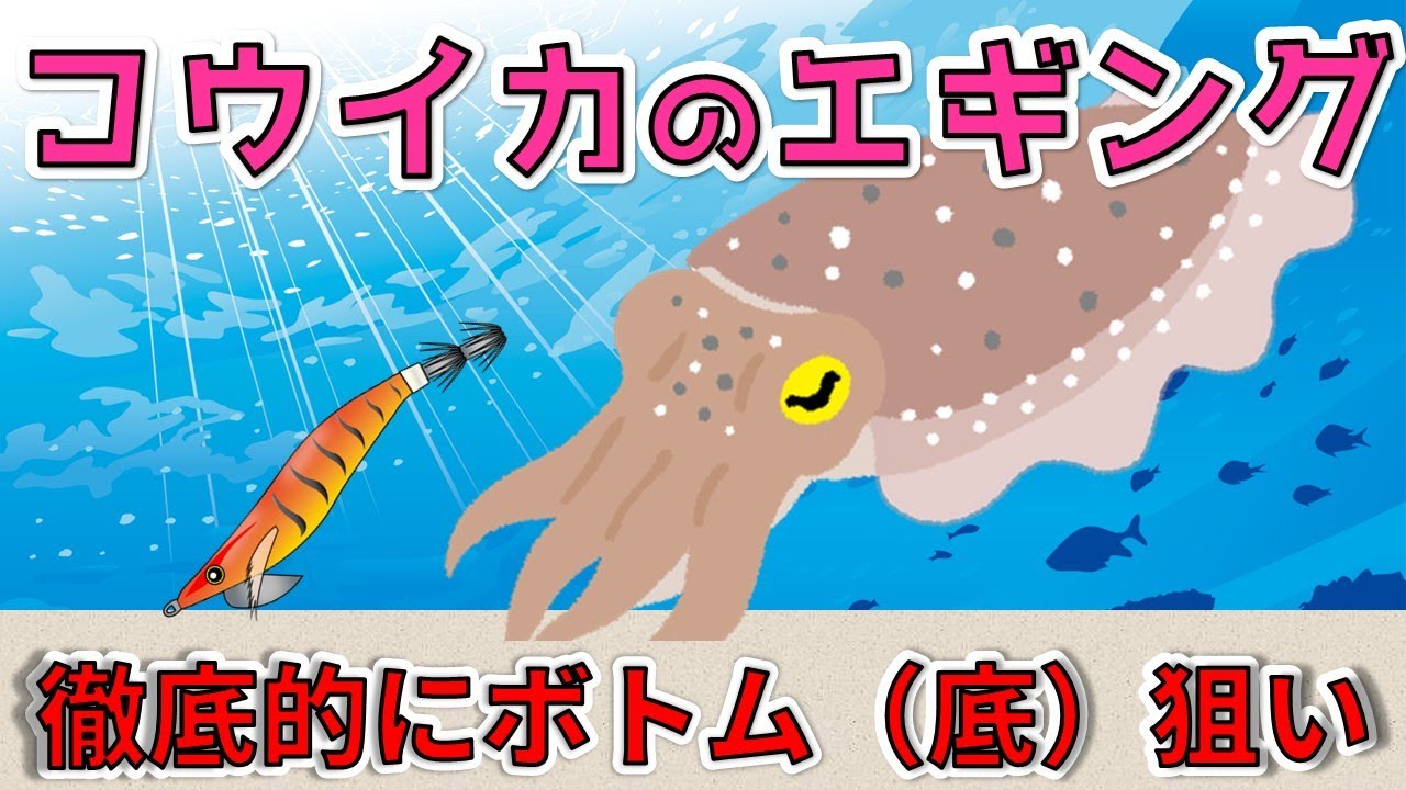 【コウイカのエギング】エギに対してすこぶる良好な反応を見せます【Update版】