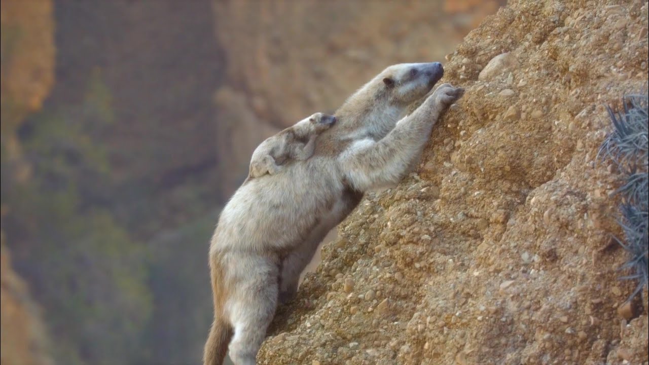 Prehistoric Planet Ice Age [2025] - Diabolotherium (Mother & Baby) Screen Time Part 2