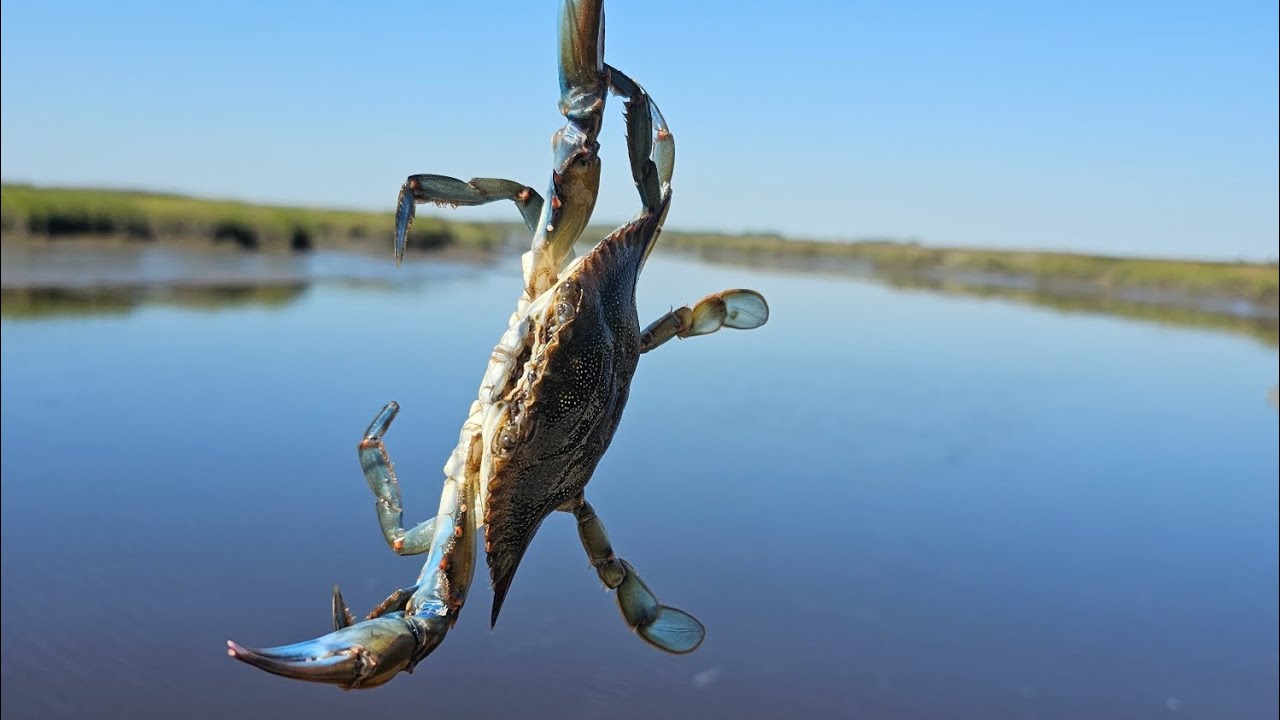 Catching Blue Crabs!  Chicken On A String Method!  Easy!