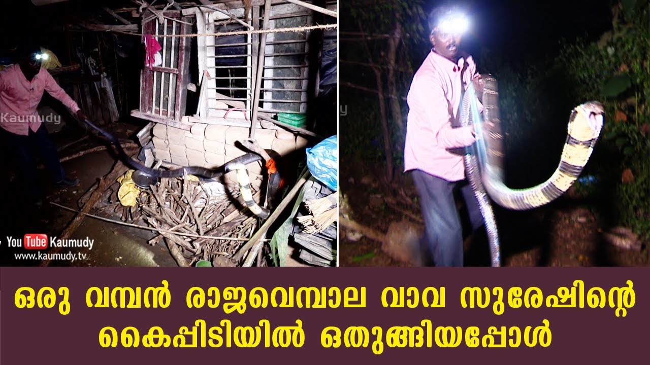 A huge King Cobra surrenders to Vava Suresh | Kaumudy TV