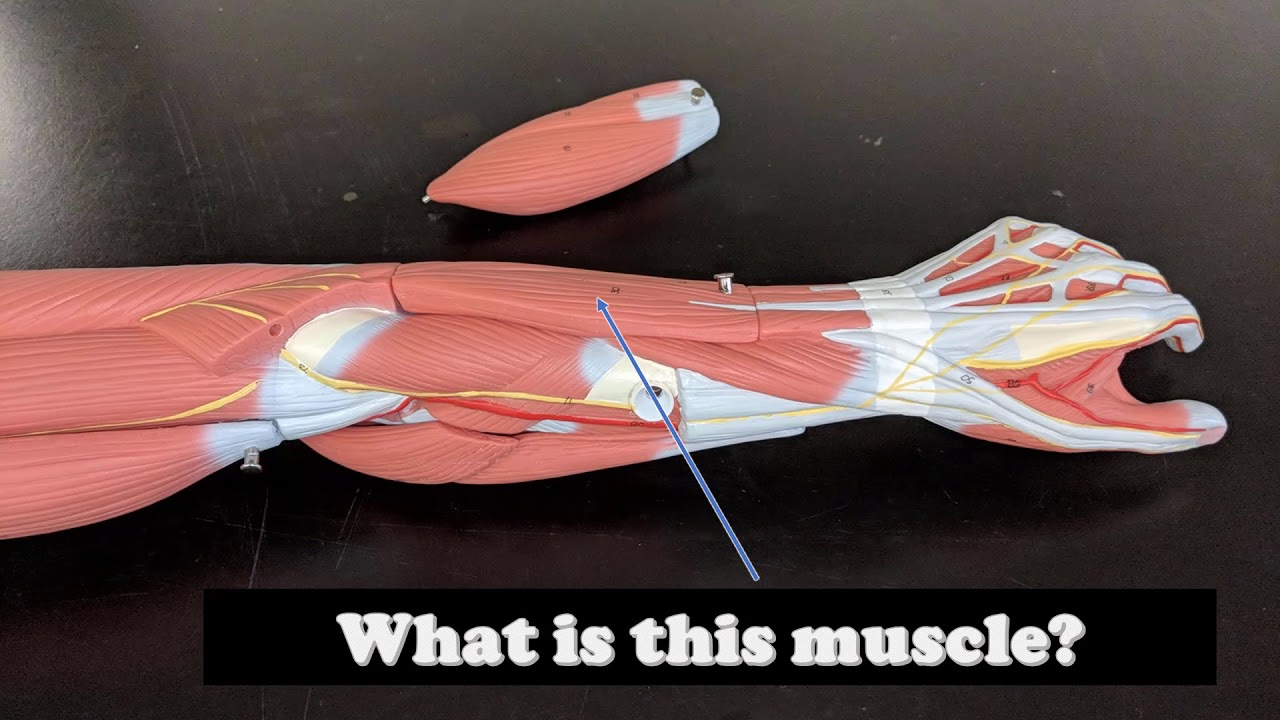 arm muscles anatomy virtual practical exam muscle models