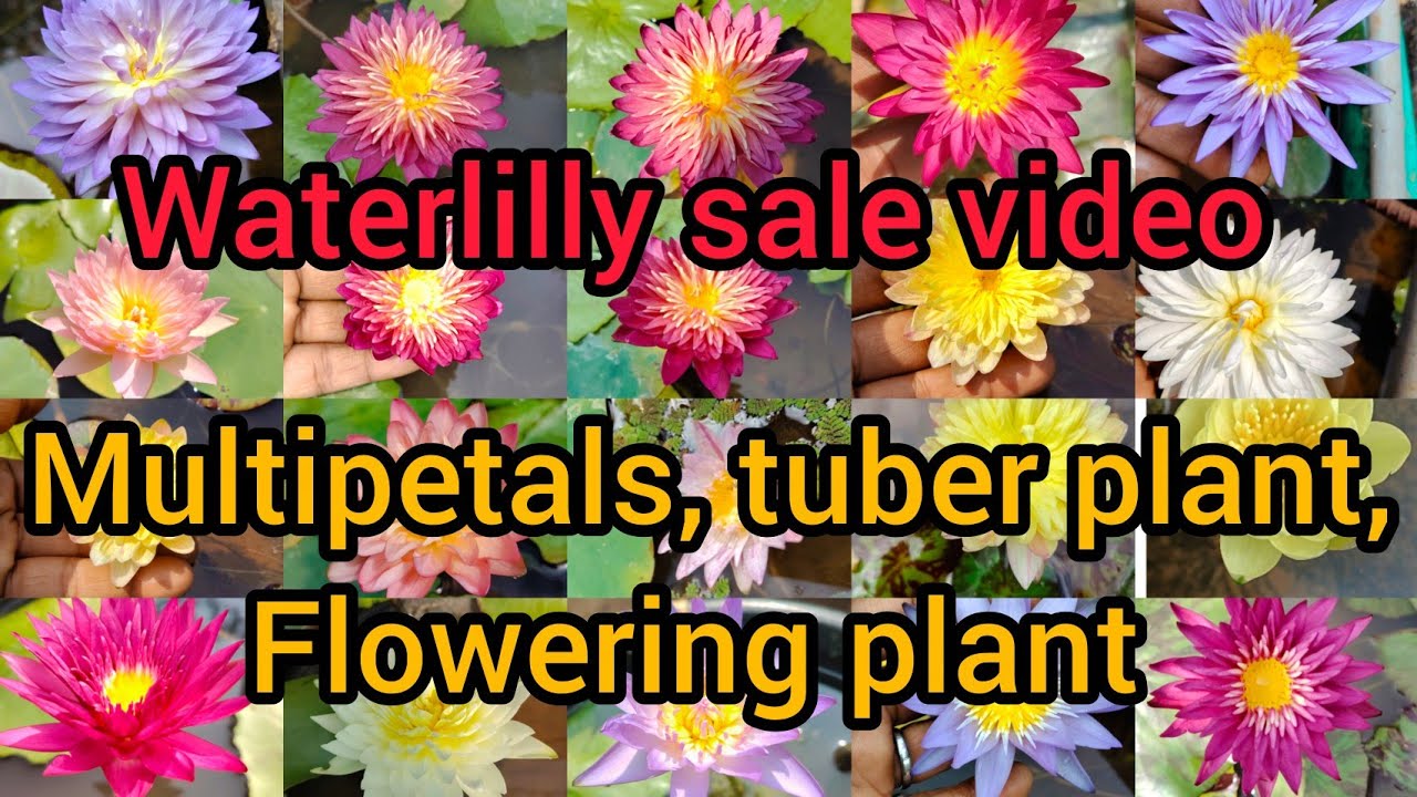 Waterlilly sale video @Ambuz garden 