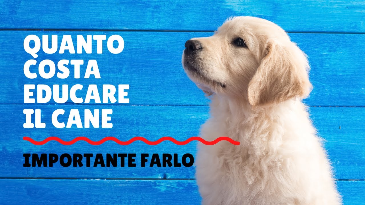 Quanto costa educare il cane
