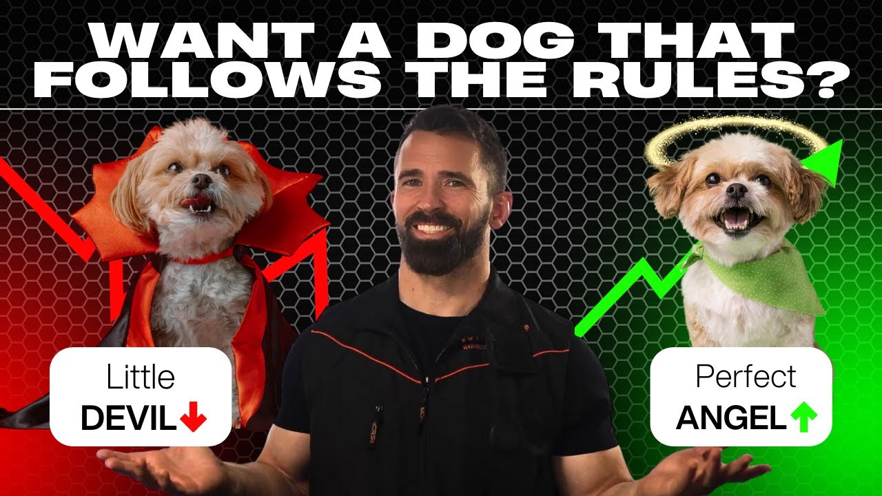 Live Q&A: Little Devil to Perfect Angel – Teaching Boundaries with Leash Pressure & Tone