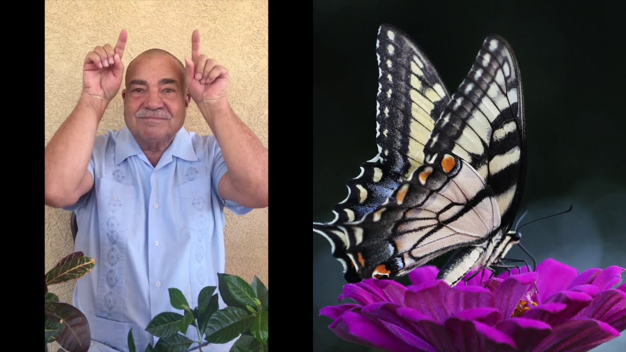 Butterflies and Bumblebees by Frank Leto