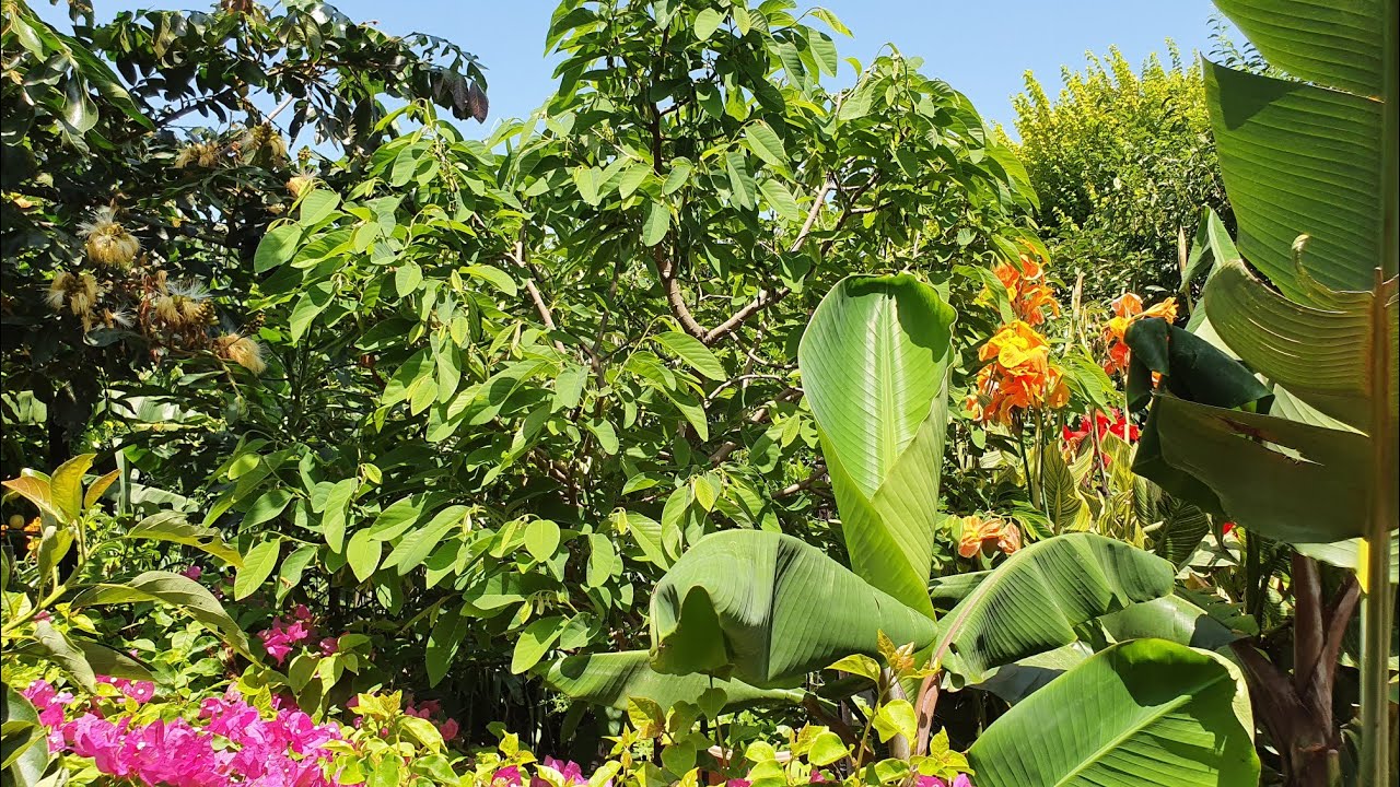 HOW I Invite BUGS To POLLINATE Custard Apple-Cherimoya Flowers