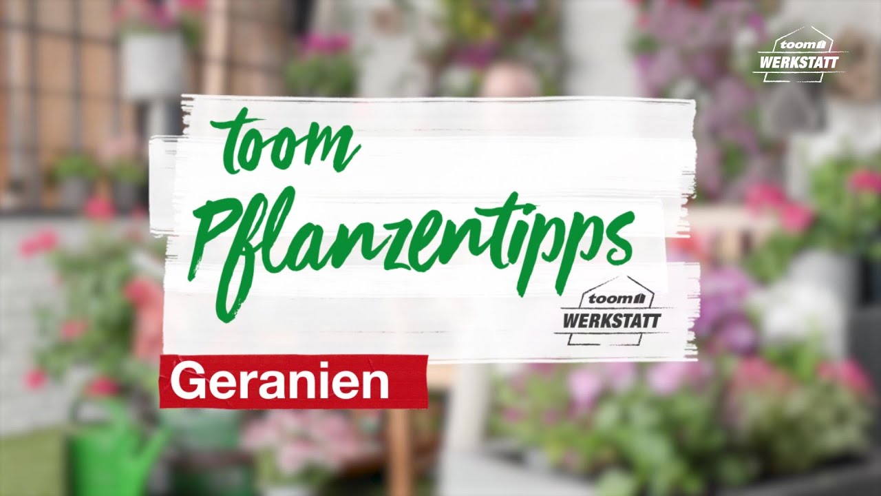toom Pflanzentipps: Geranien | toom Baumarkt