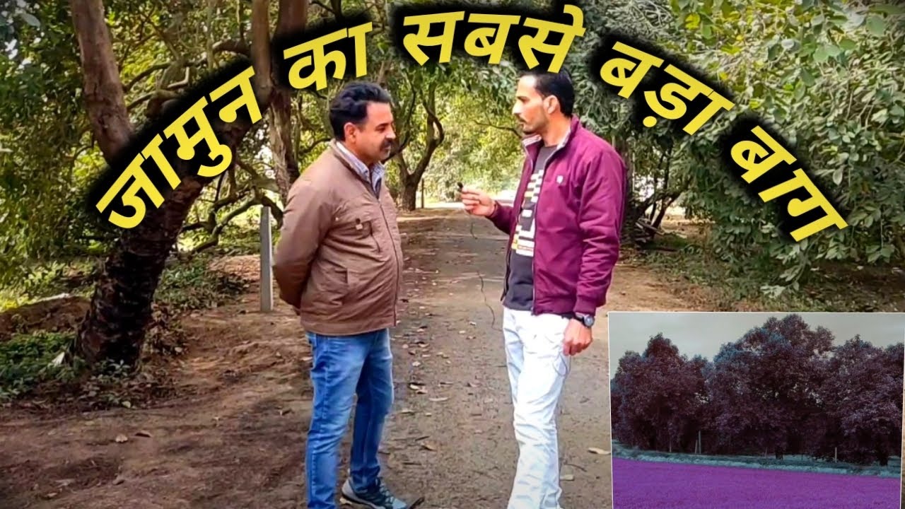 किसान जामुन का बाग लगा कर कमा सकते है लाखों रुपए (blackberry farm) #farming