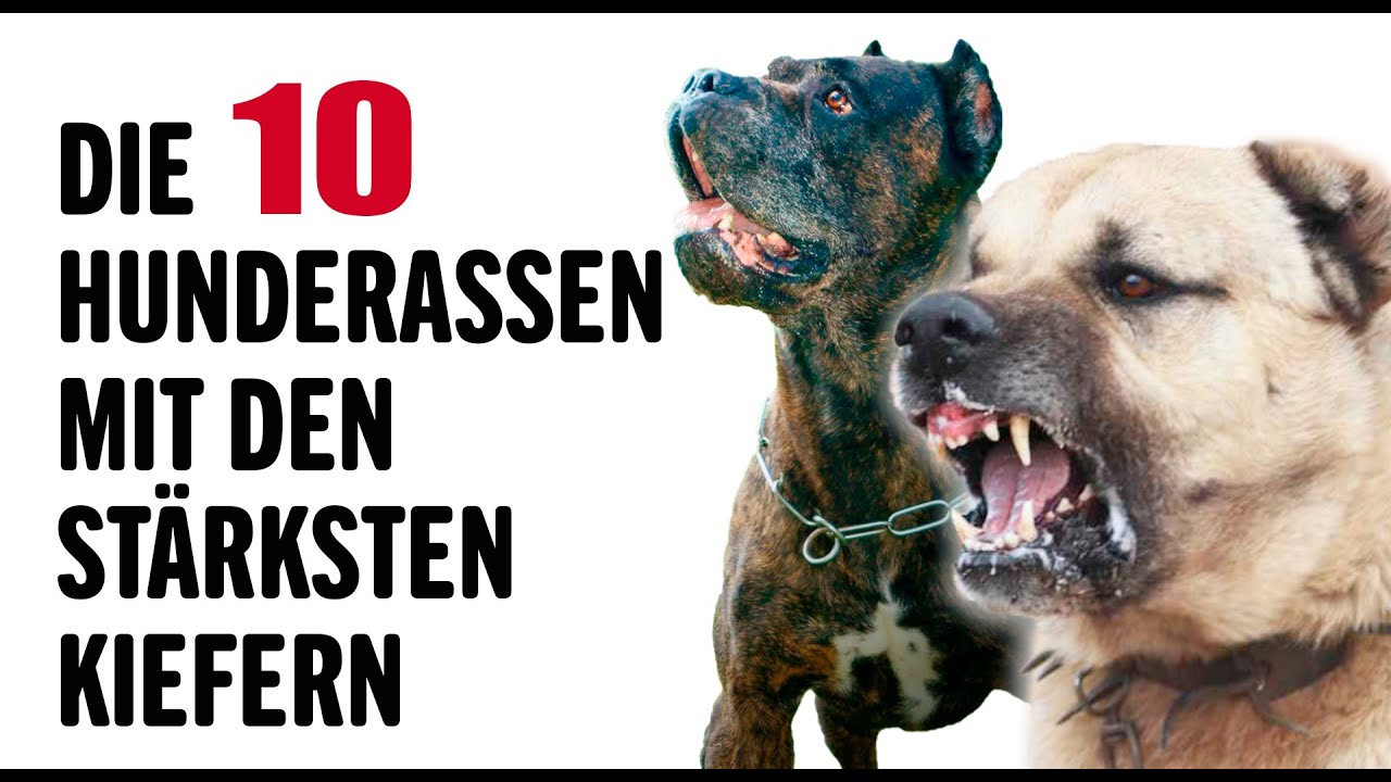 Die 10 Stärksten Hunderassen der Welt | Tierwelt