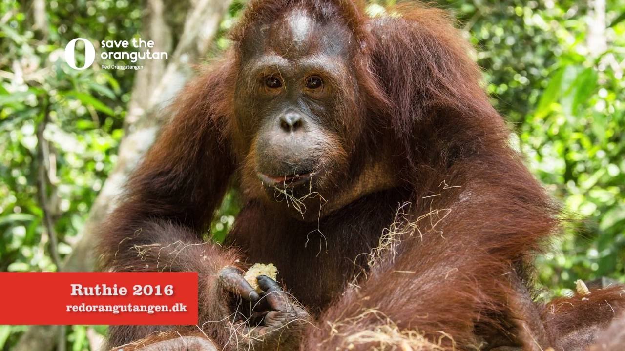 Ruthie p&aring; &Oslash;-universitetet, Red Orangutangen 2016