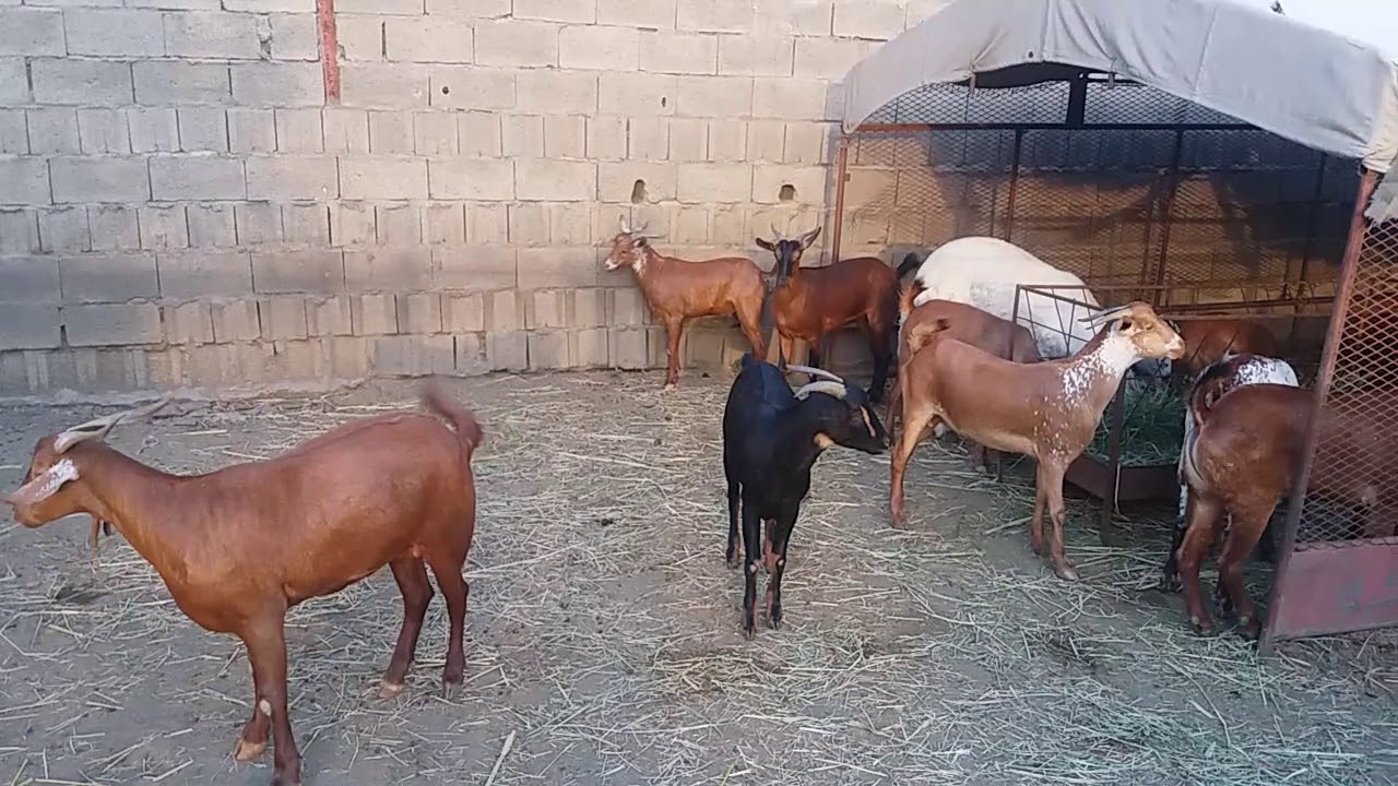 تيوس من رجال المع