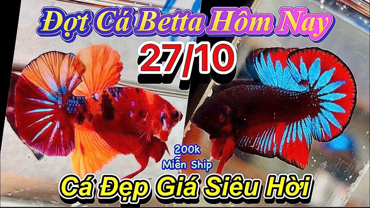 ❤️27/10/2025_Clip Betta Mới Cực Đã_Từ 50k_Form Siêu Khủng_HellBoy_Nemo_Koi Cp❤️
