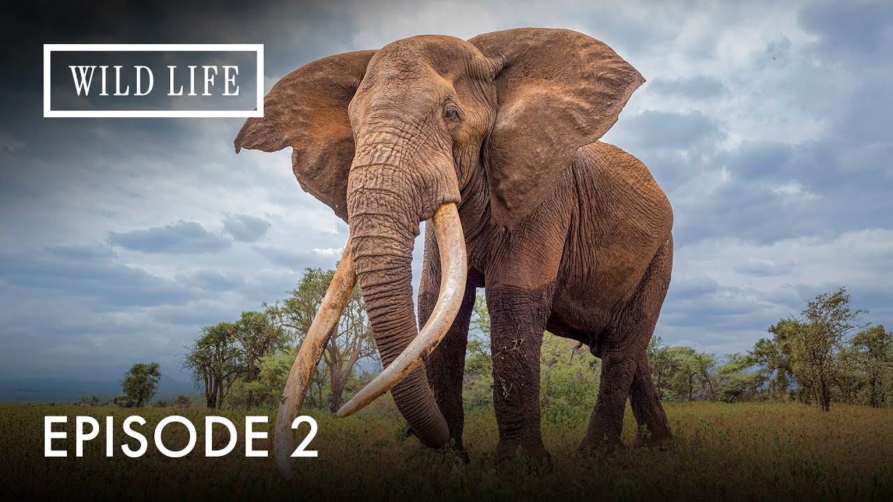 Tracking Zimbabwe’s Hidden Giants | The Last Great Tuskers | Episode 2