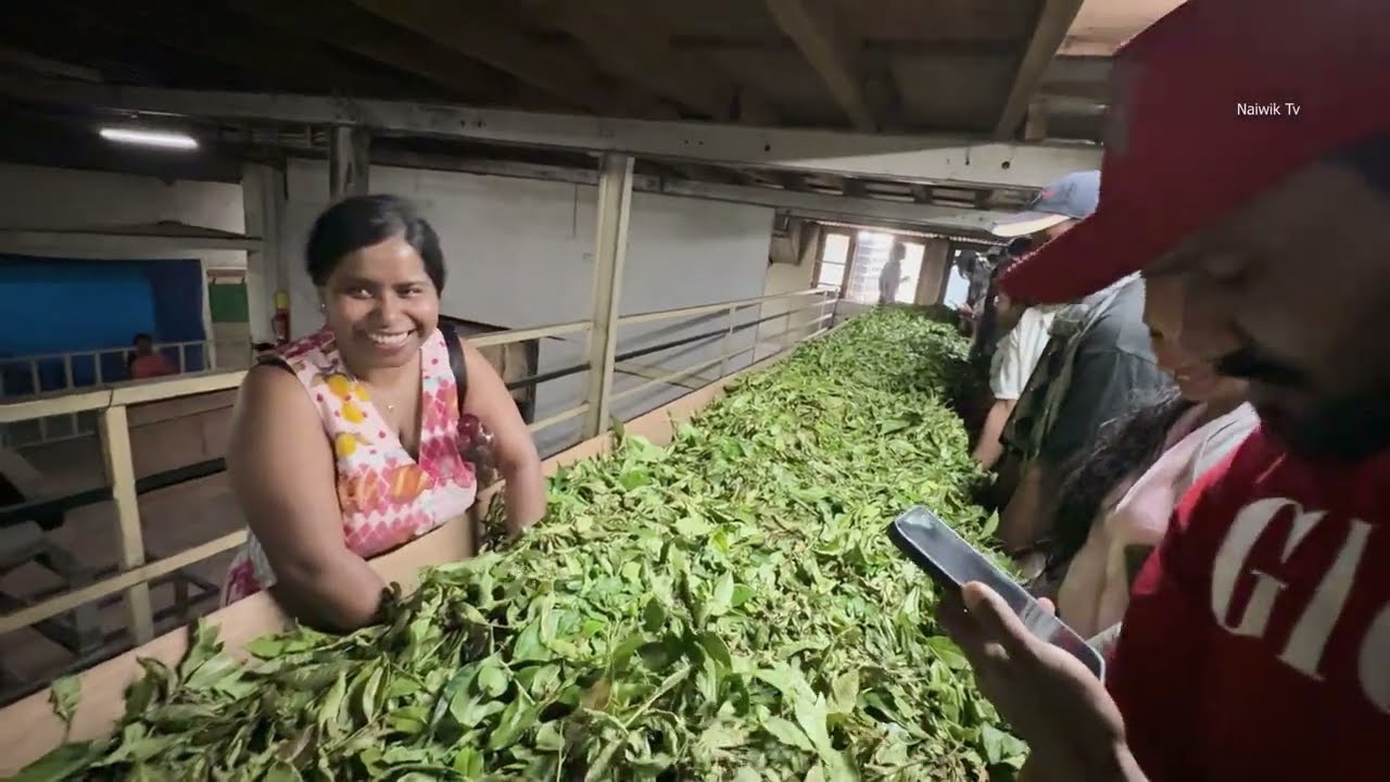 How Tea Powder is made from Leaves in Ooty Coonoor | Naiwik Tv