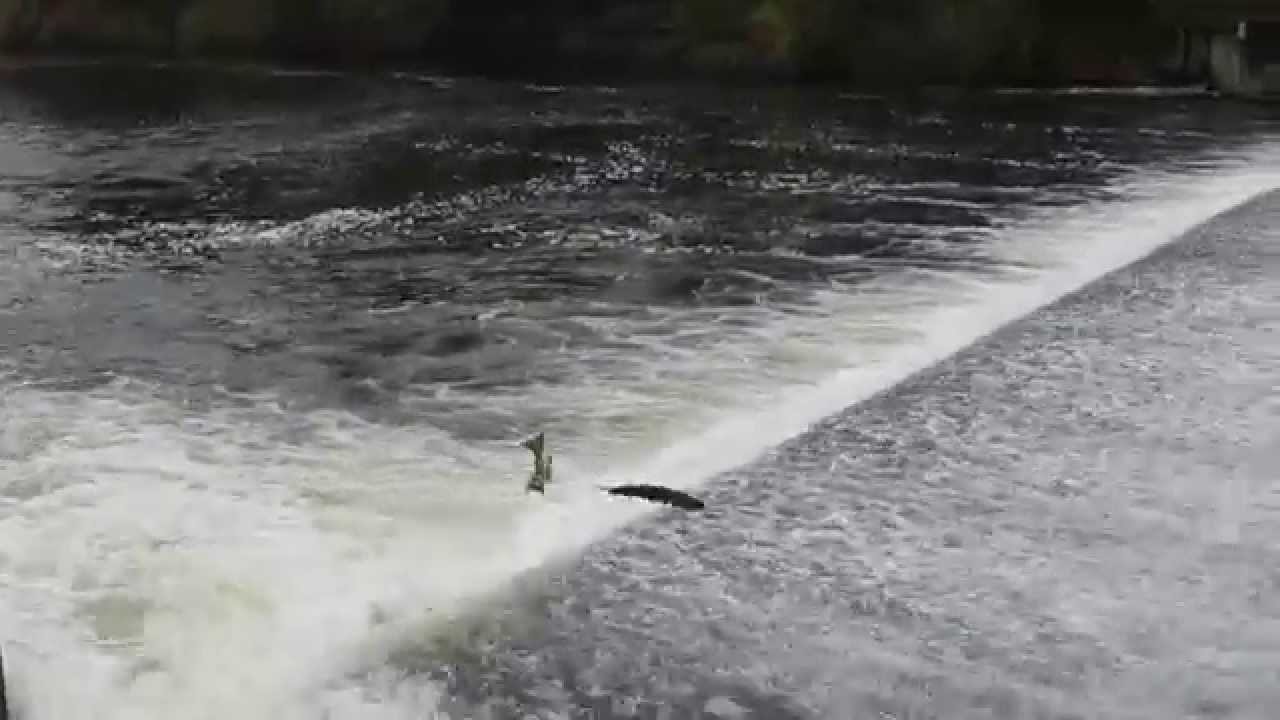 Shrewsbury Weir