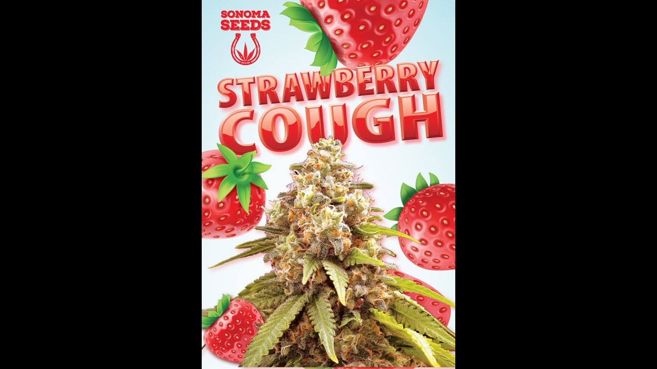 Strawberry Cough THC 17% Autoflower 