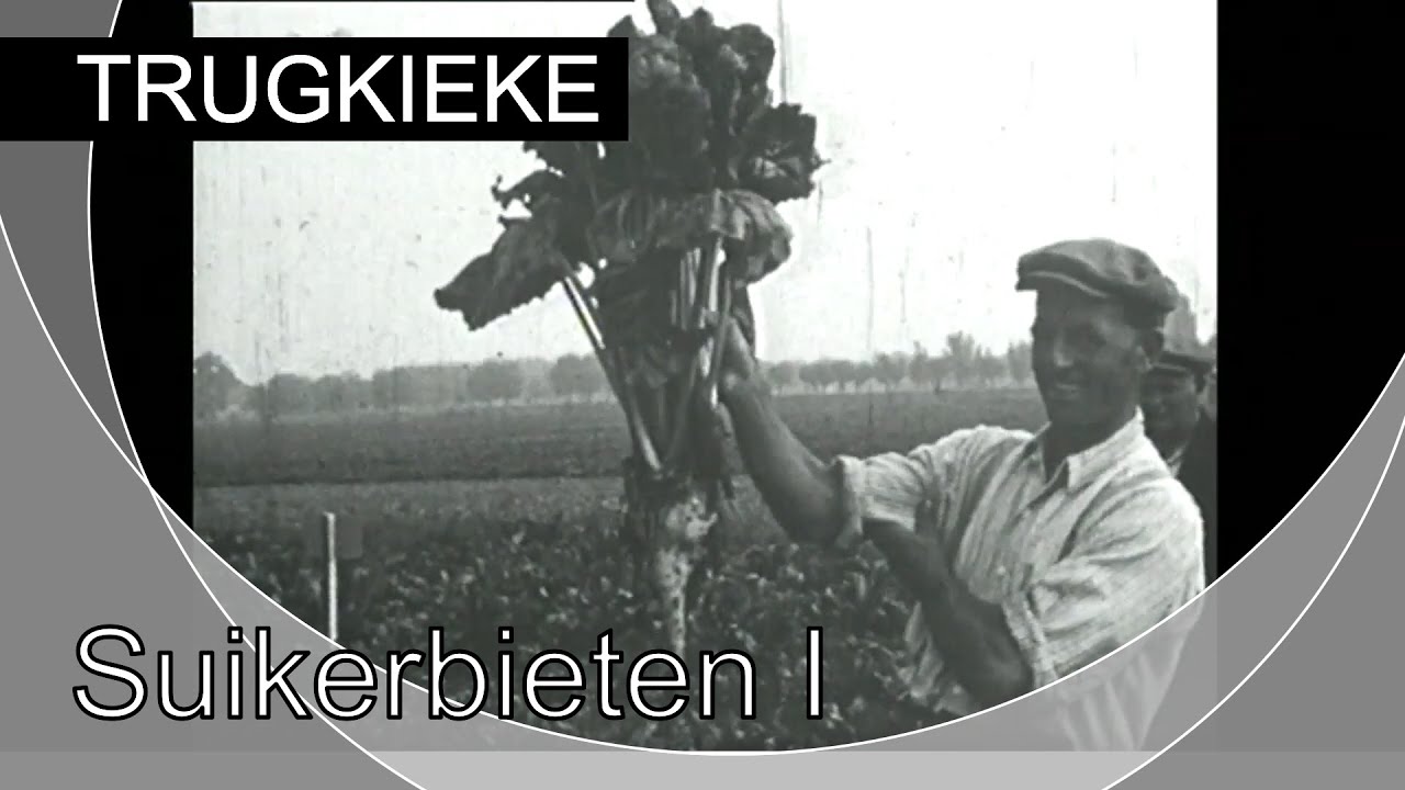 TRUGKIEKE - Suikerbieten I