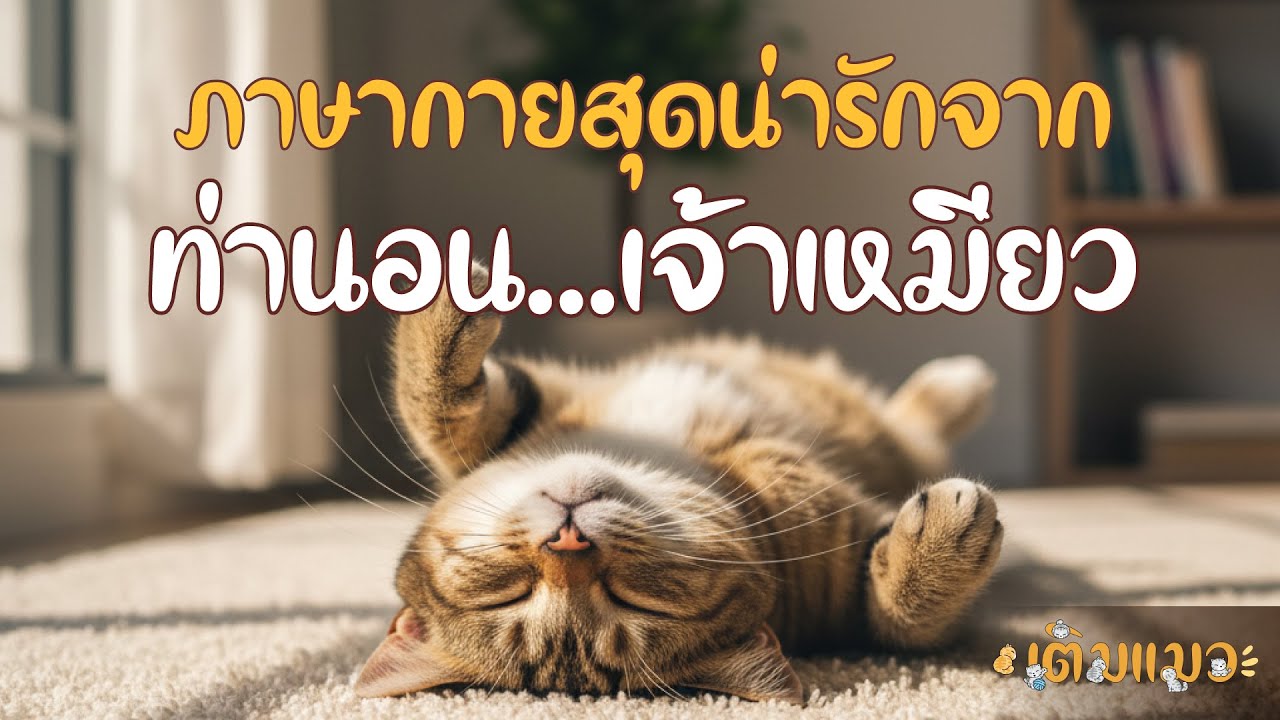 ภาษากายสุดน่ารัก…จากท่านอนเจ้าเหมียว 🐱💤 | เติมแมว