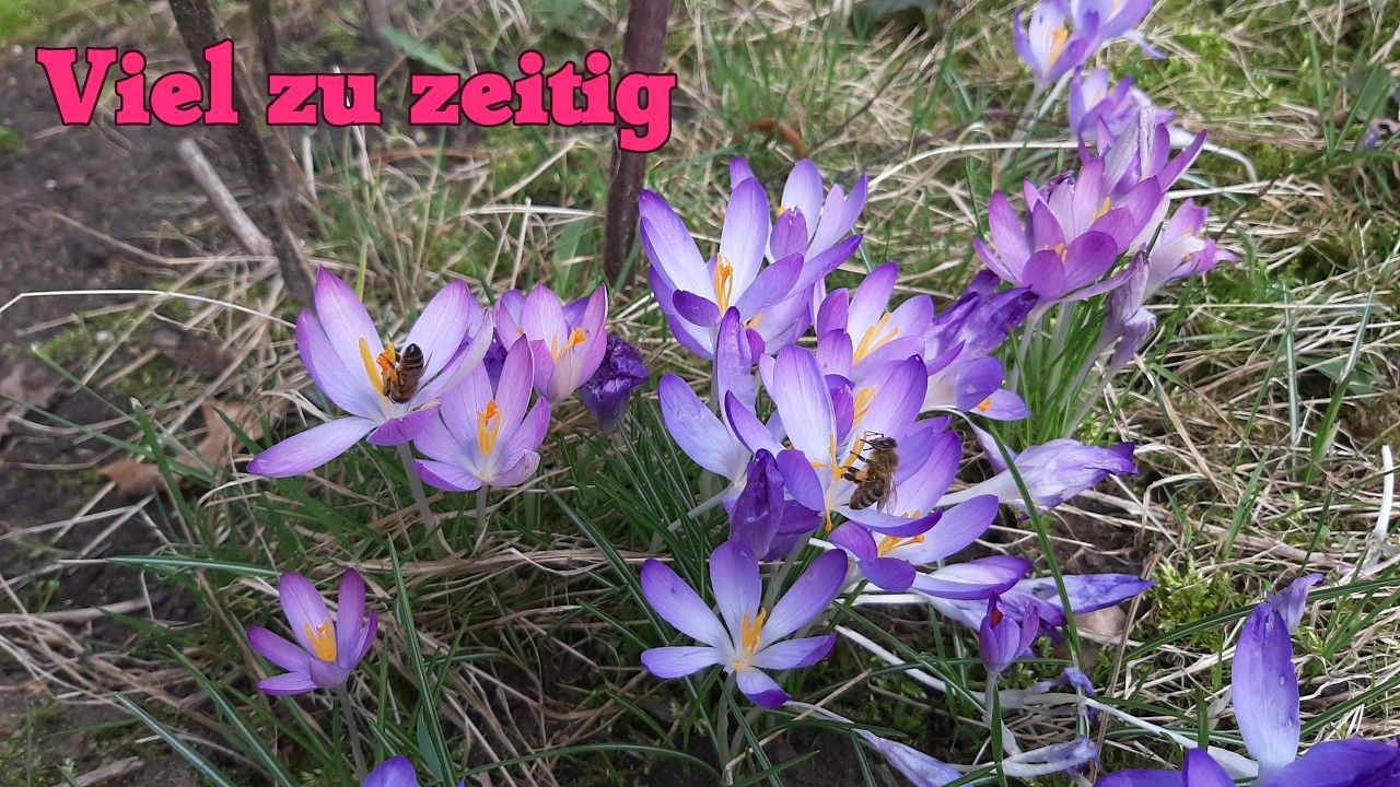 Zeitiger Frühling und neue Nistkästen #savethebirds