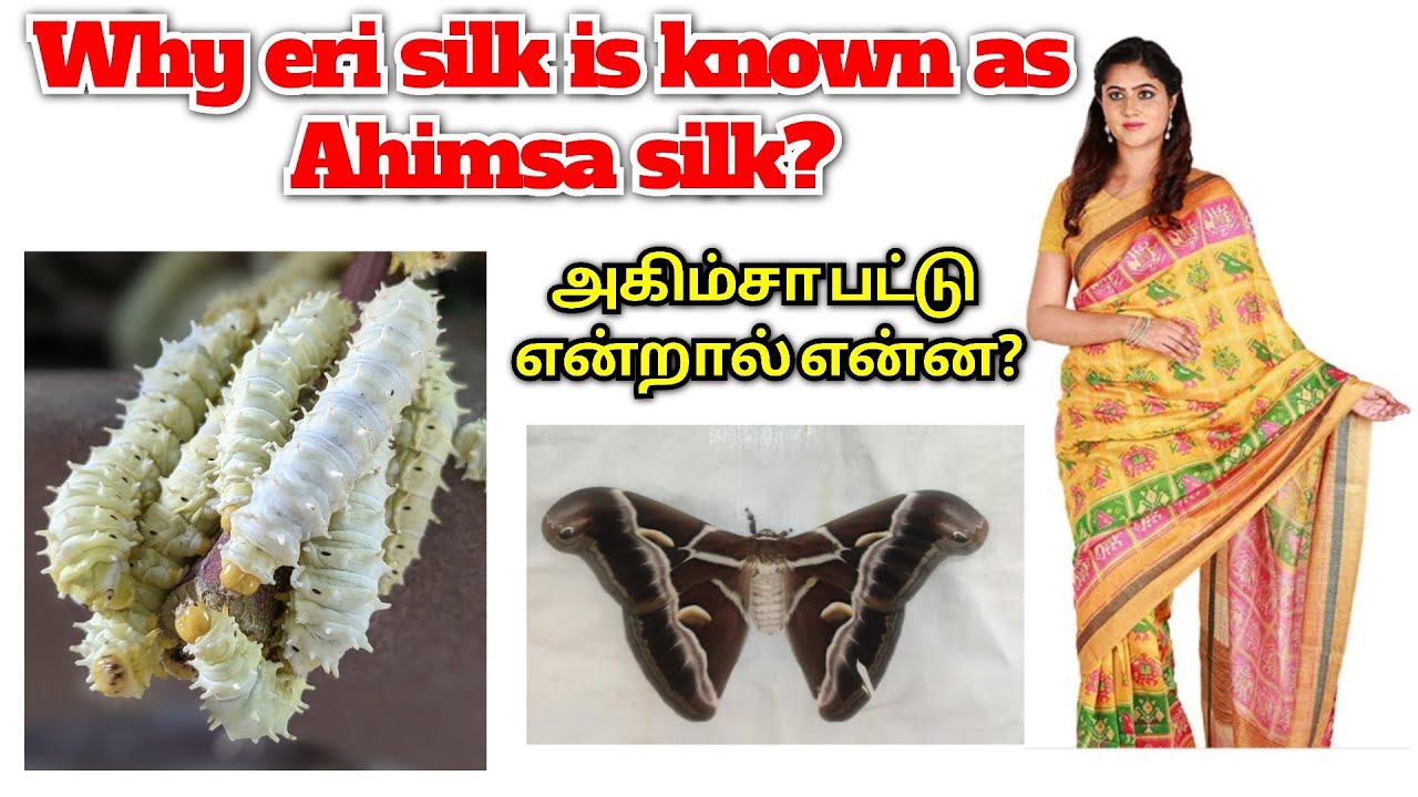 Why eri silk is known as Ahimsa silk? | What is Ahimsa silk? | அகிம்சா பட்டு | Castor eri silkworm