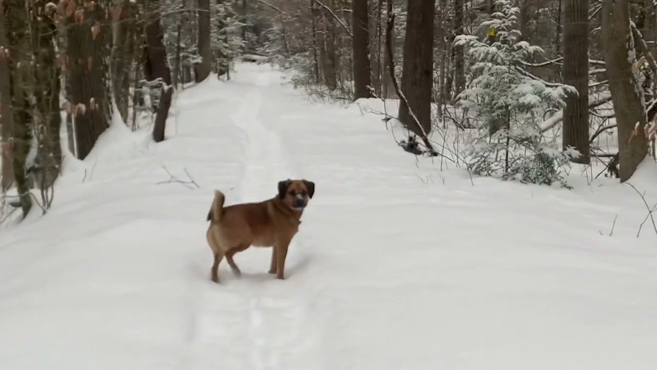 Adventures with Marley the Wonder Dog: Winter Walk in the Woods