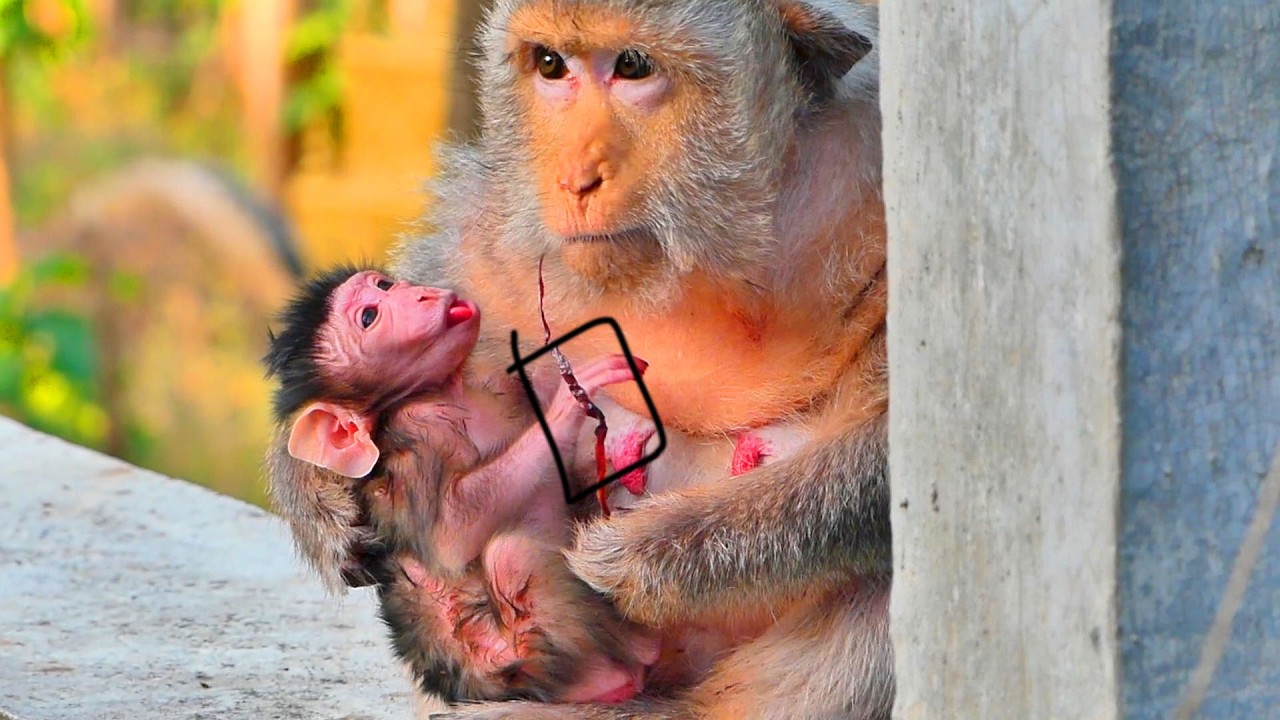 Oh My GOD.....The Old Wild Monkey Got Chubby And Fatter newborn BB - They Look So Big And Huge