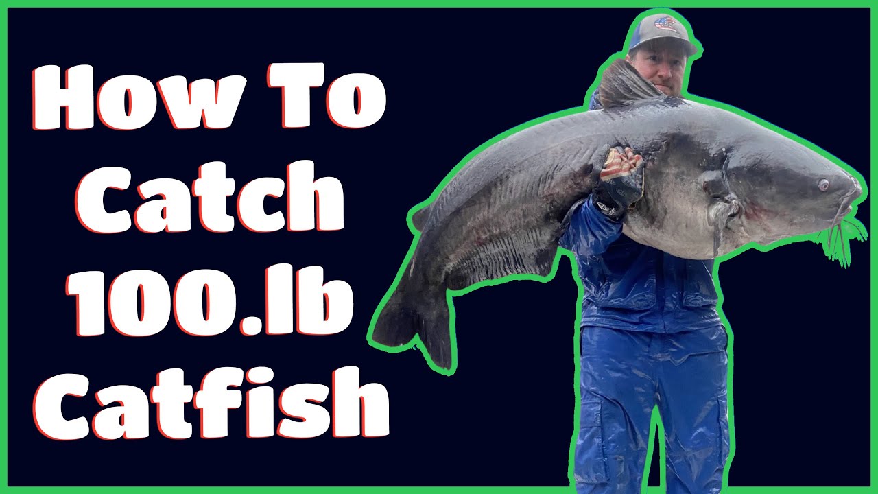 How To Catch 100.LB Catfish