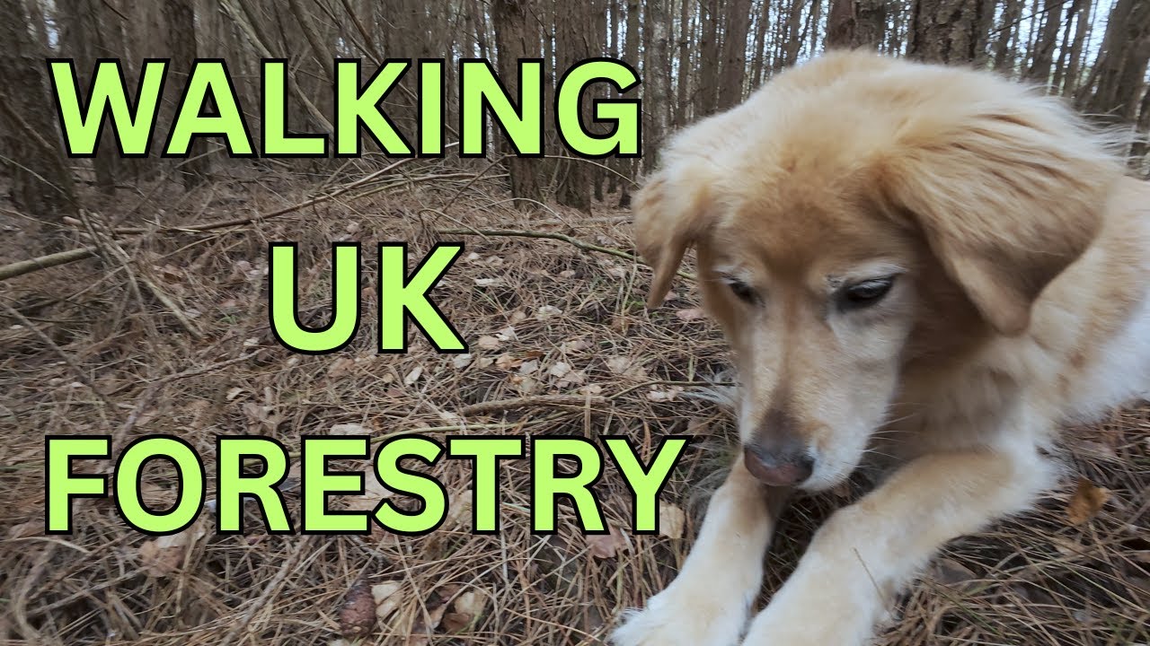 Walking UK Forestry Finding Old Enduro Trails