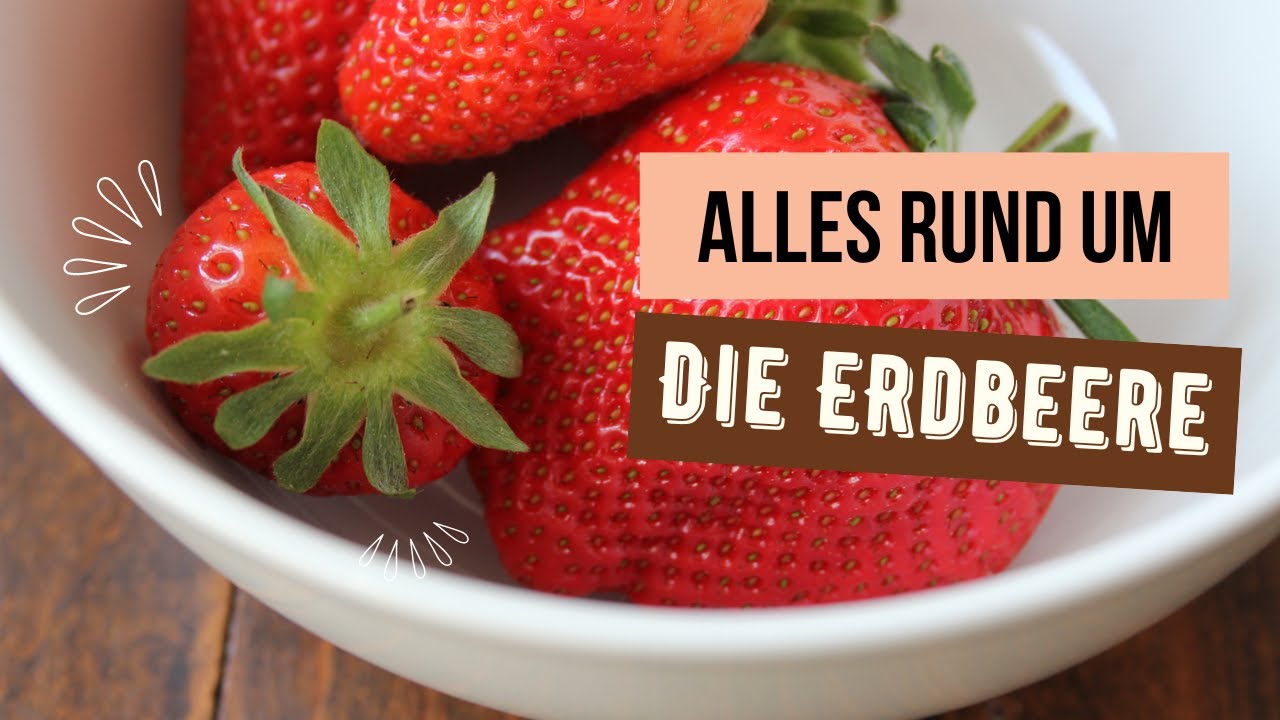 Die Erdbeere