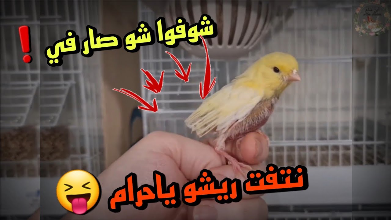 الحل النهائي لمشكلة لف الأنثى العش فوق الفراخ 🥀ونتف ريش الفراخ 🥀🐣