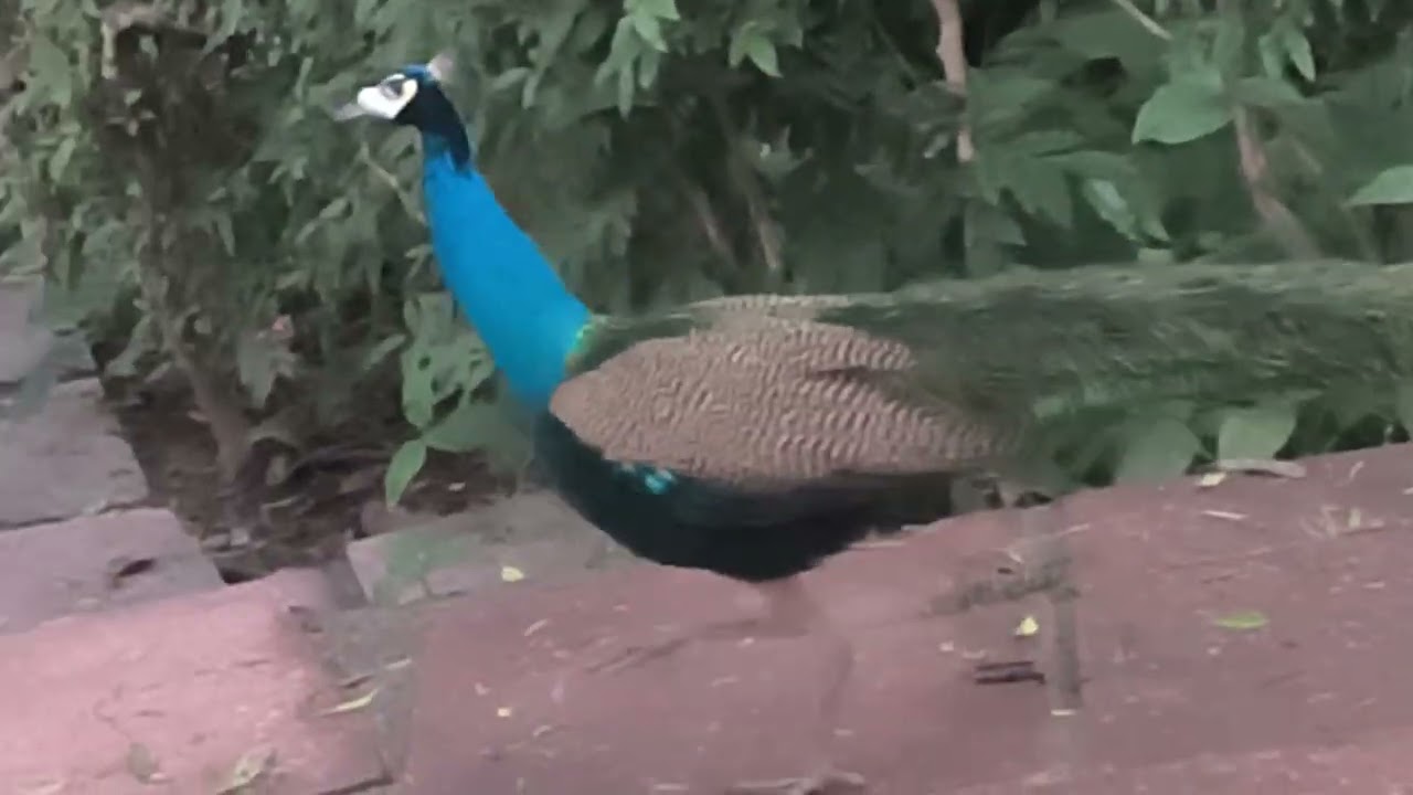Learn from this turning point how friendship should be maintained#viral #nature #trending #peacock 
