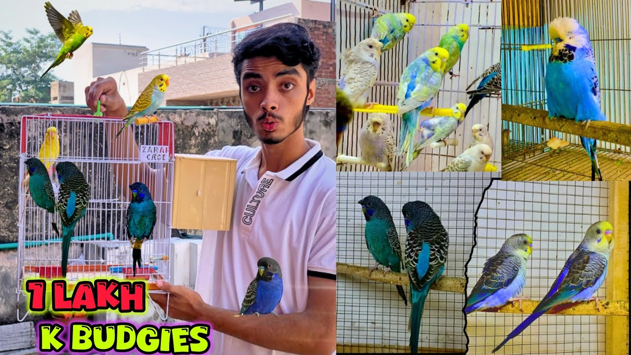 Rare Blackface budgies le liye😍😱|Rainbow dun fallow chicks pkr liye😍