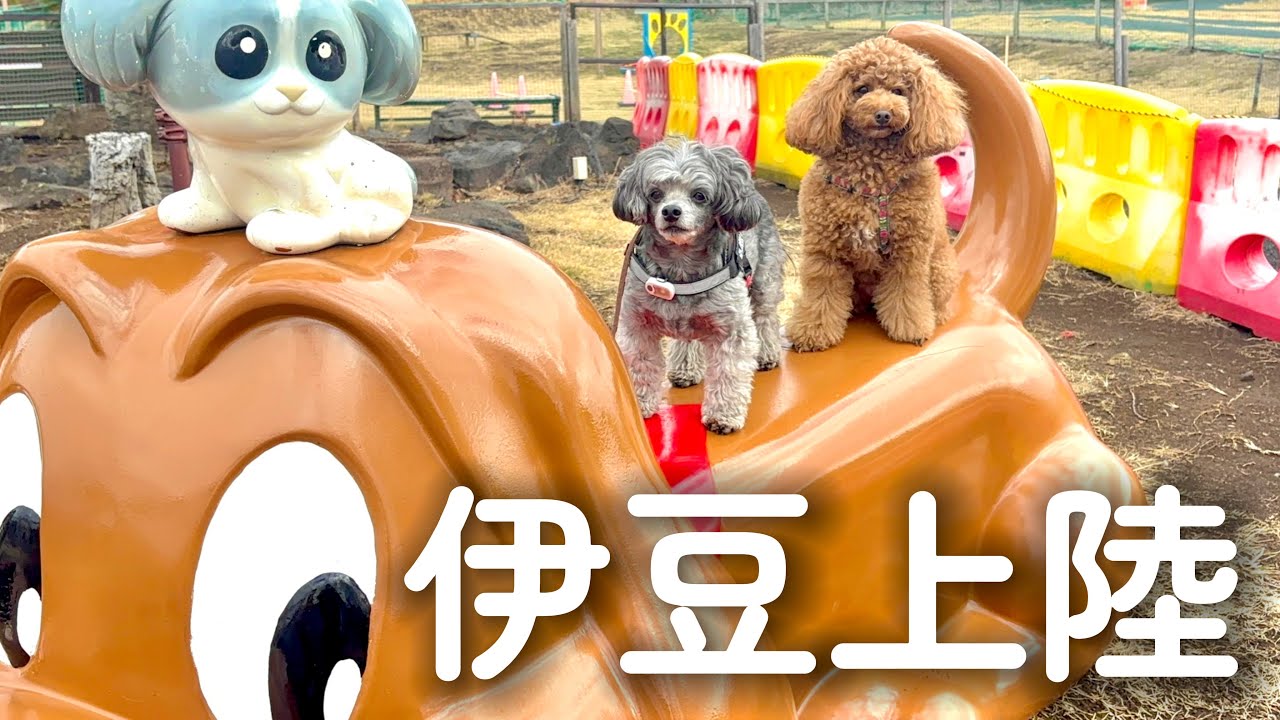 【犬連れ伊豆旅行vlog 前編】犬、恐竜に完全敗北しました🦕🦖