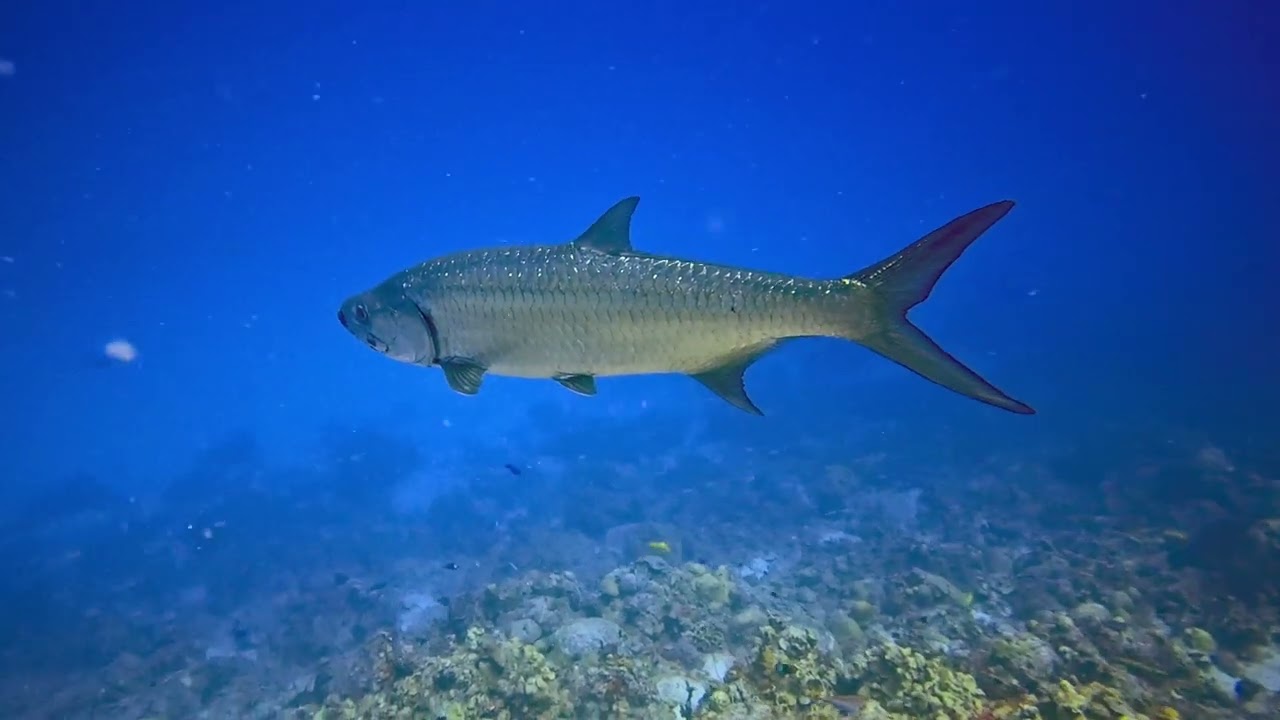 Bonaire 2025