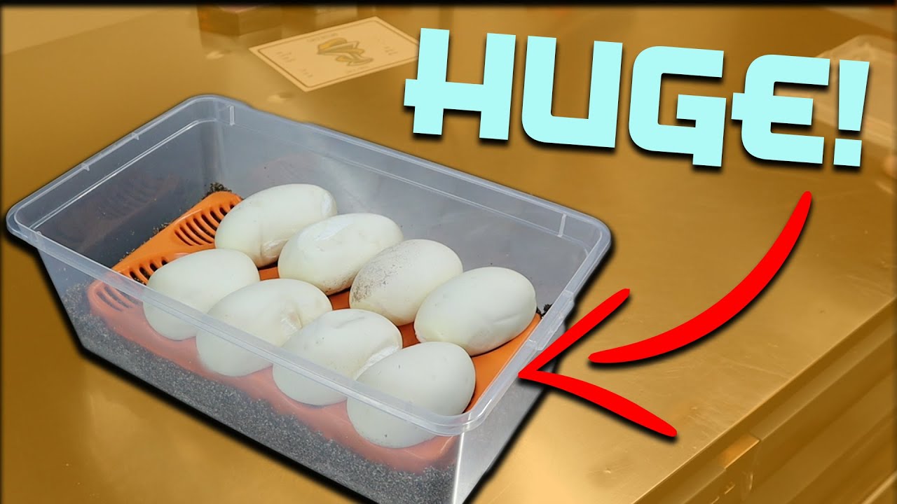 THE BIGGEST EGGS WE'VE GOTTEN!!! | Mixology #130
