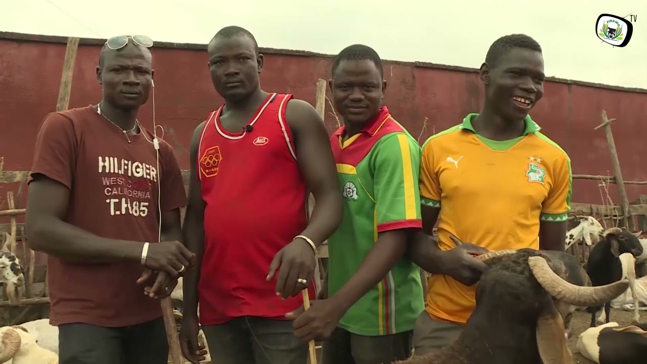 GRAND REPORTAGE SUR LE PARC A BETAIL DE PORT BOUE DE CI