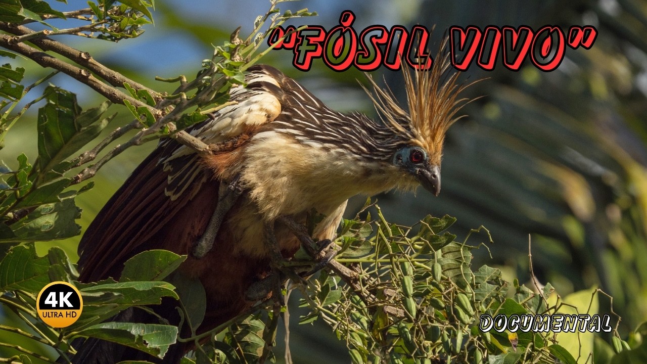 AVES: Las M&aacute;s RARAS, Extra&ntilde;as y EX&Oacute;TICAS Del PLANETA | DOCUMENTAL Episodio 3