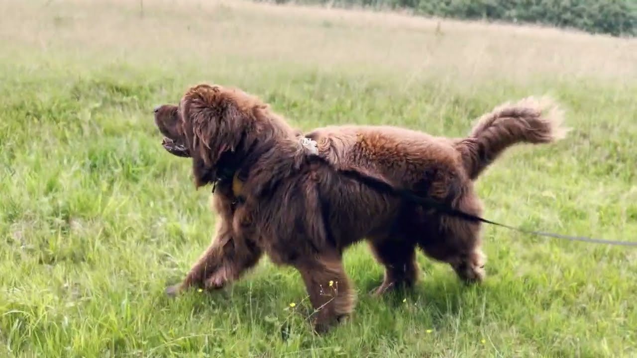 Neufundländer Odin - geht steil bergab