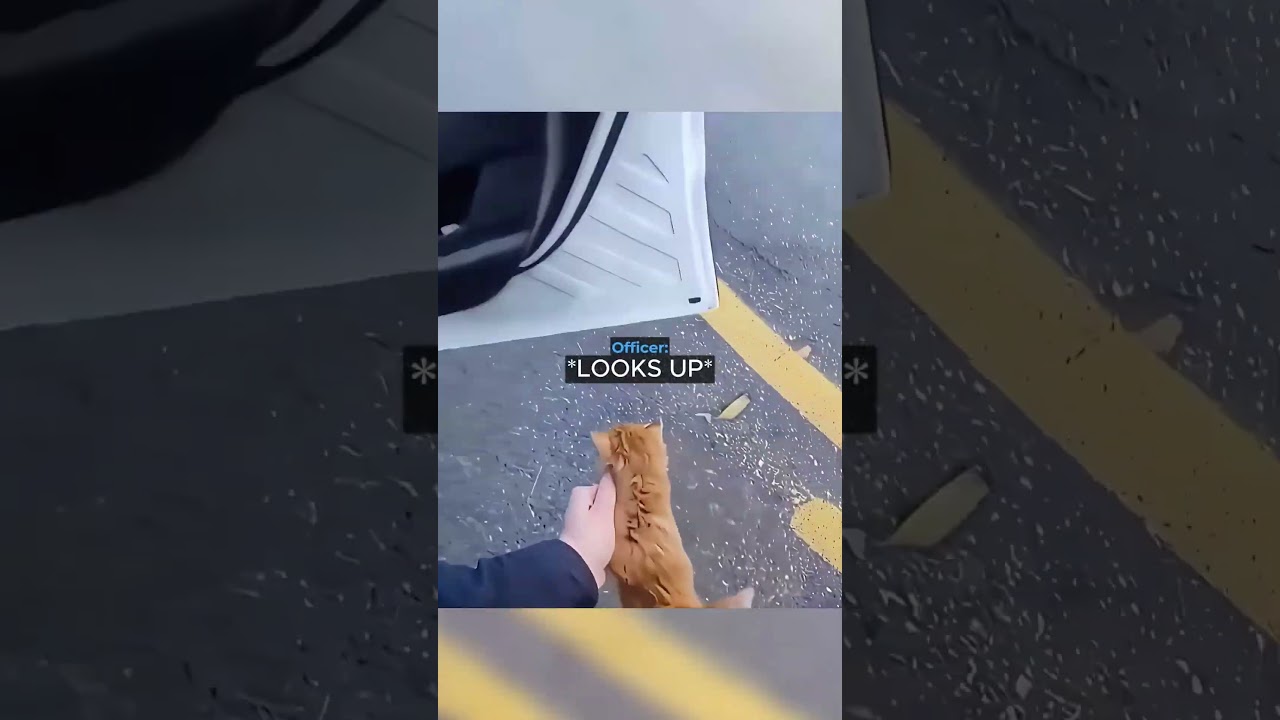 Stray Kitten Gets Arrested By Cop 😮🐈